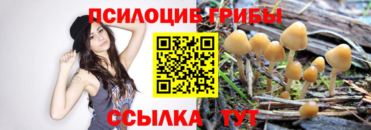 Назарово  Псилоцибиновые грибы мицелий  Вход с VPN 